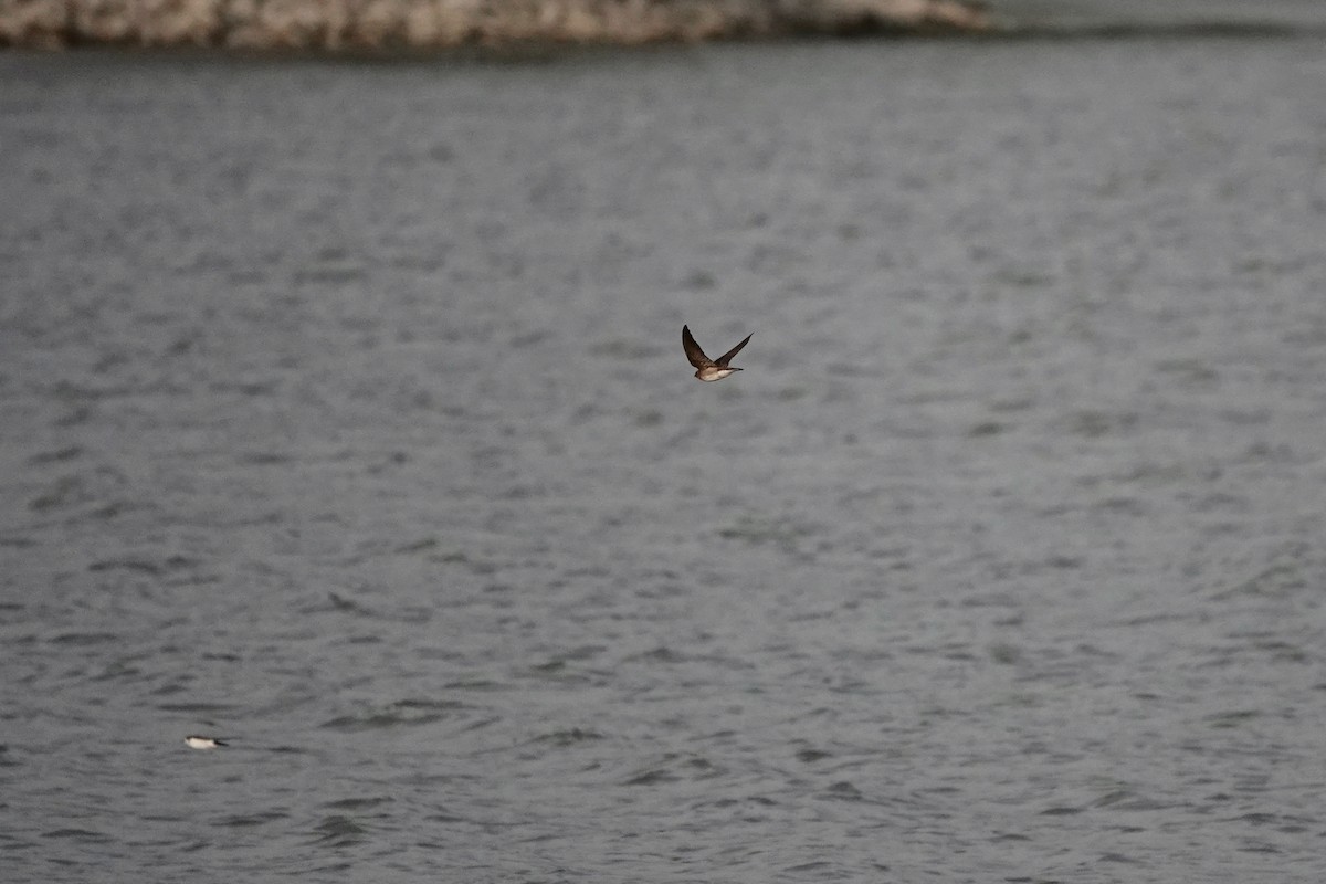 Barn Swallow - ML541681231