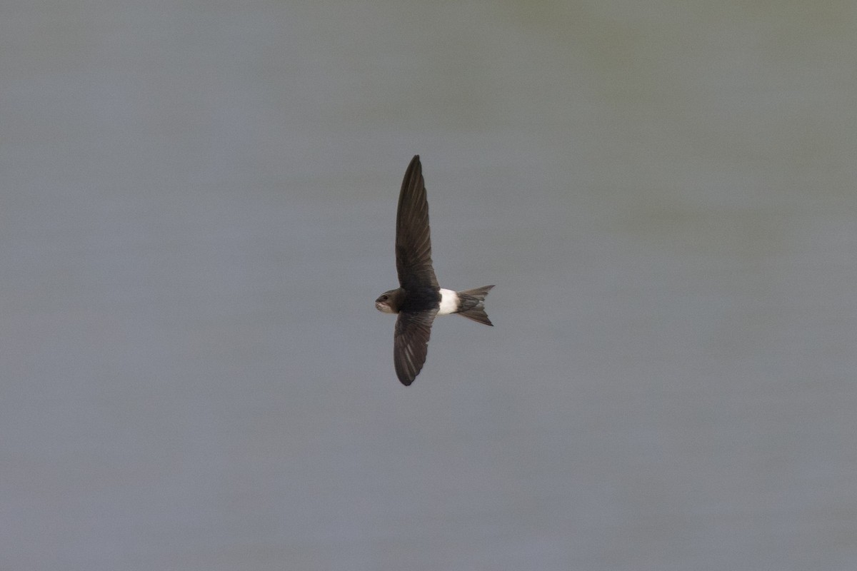 Horus Swift (White-rumped) - ML541681271