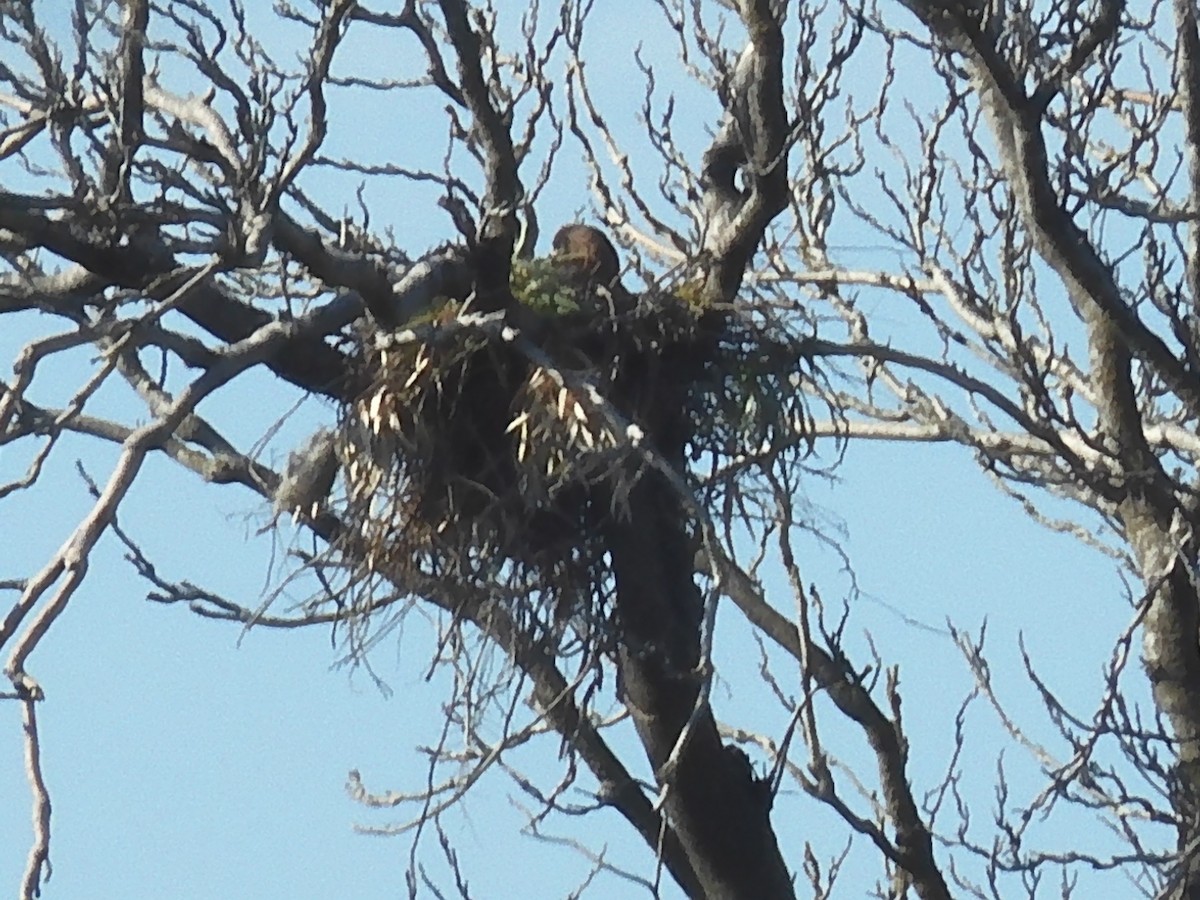 Red-tailed Hawk - Nancy Bruce