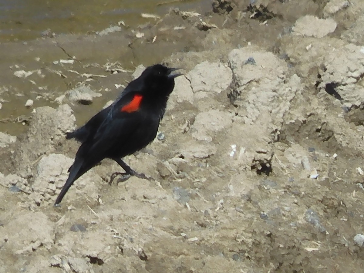 Red-winged Blackbird - Nancy Bruce