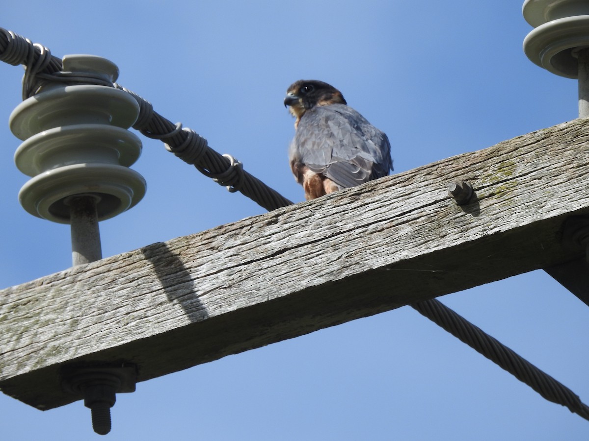 eukalyptusfalk - ML541682531