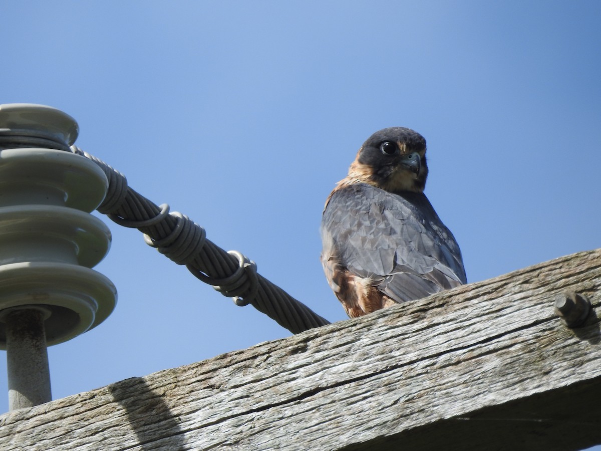 eukalyptusfalk - ML541682581