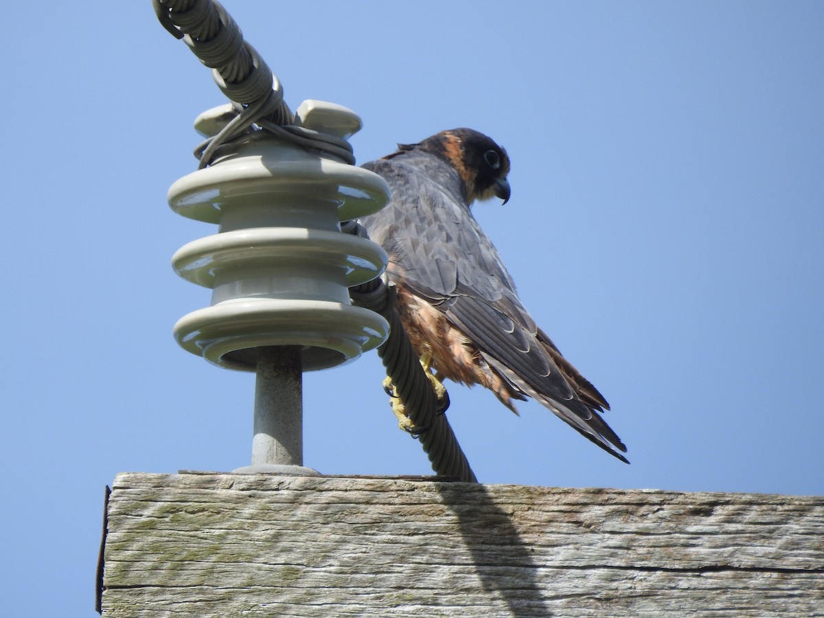 eukalyptusfalk - ML541682651