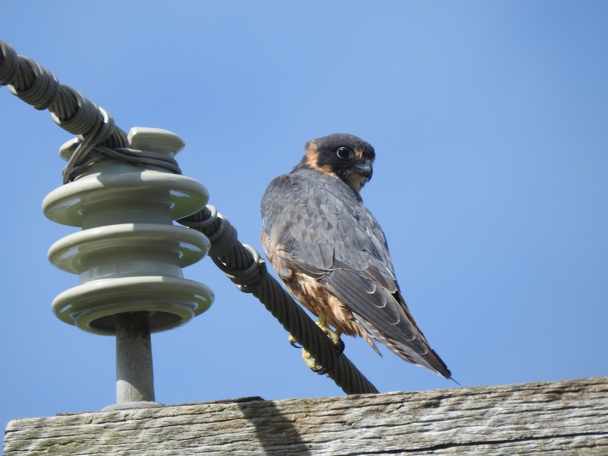 eukalyptusfalk - ML541682671