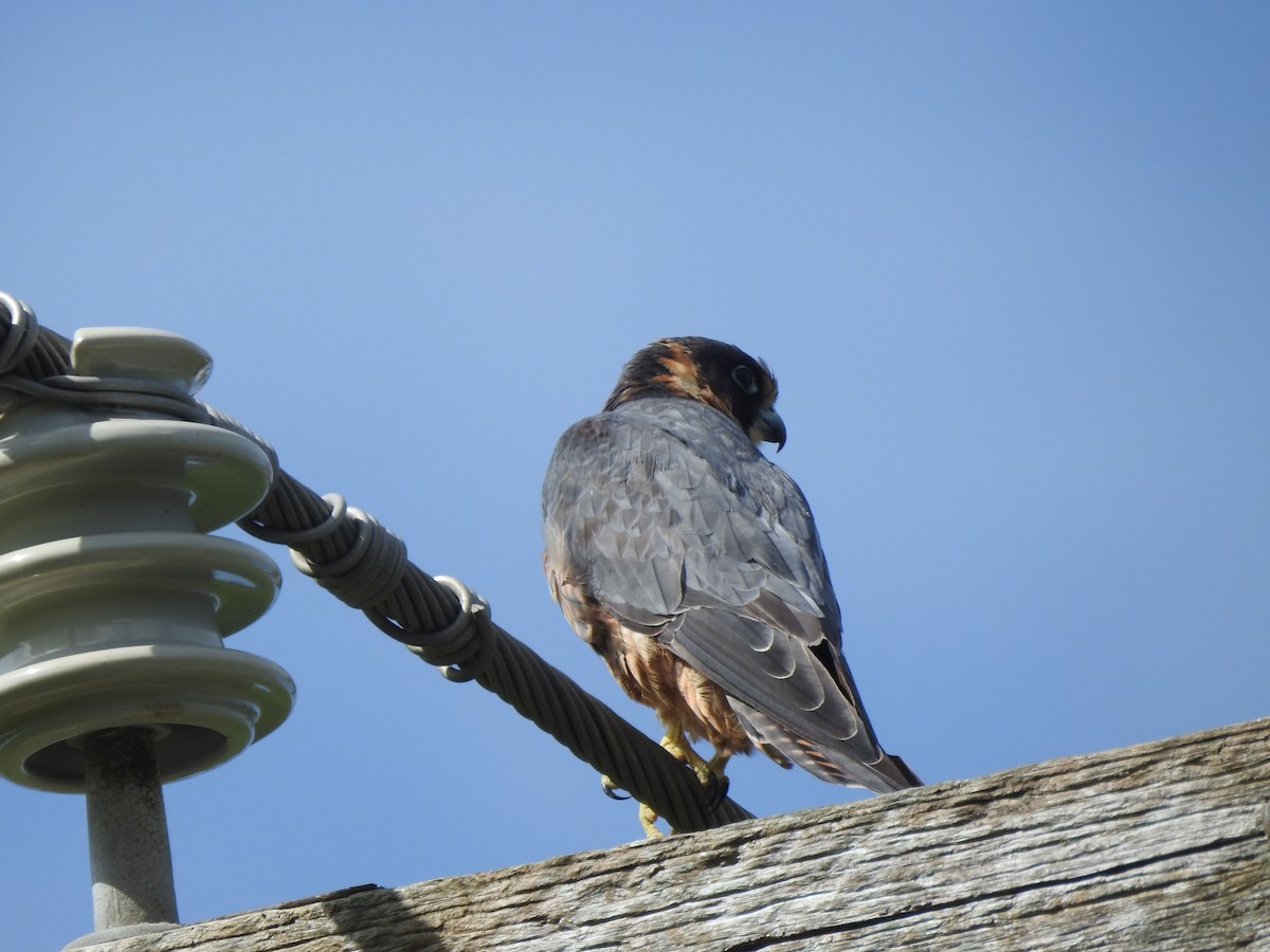 eukalyptusfalk - ML541682681