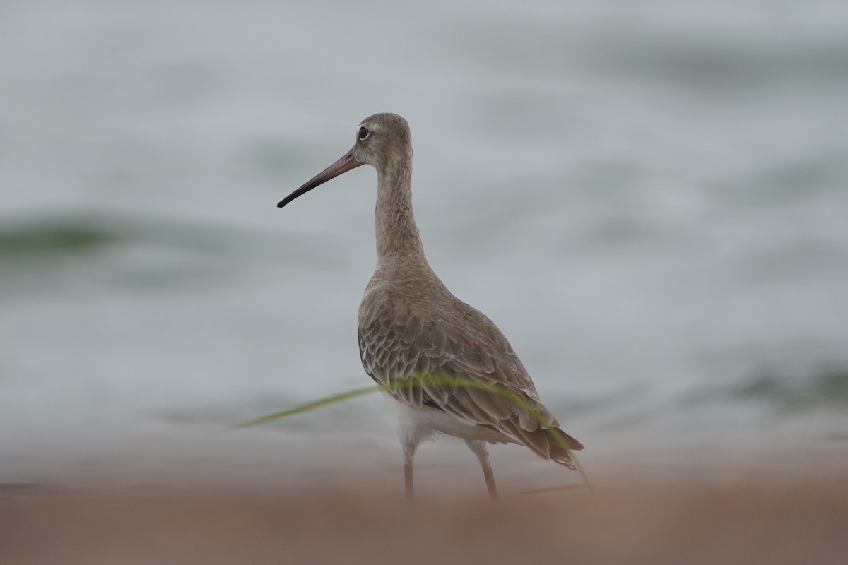 Black-tailed Godwit - ML541682791