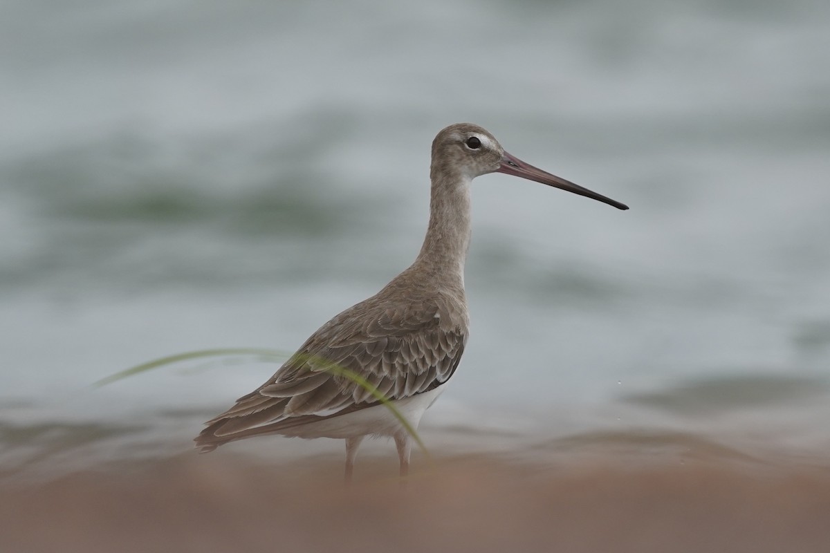 Black-tailed Godwit - ML541682801