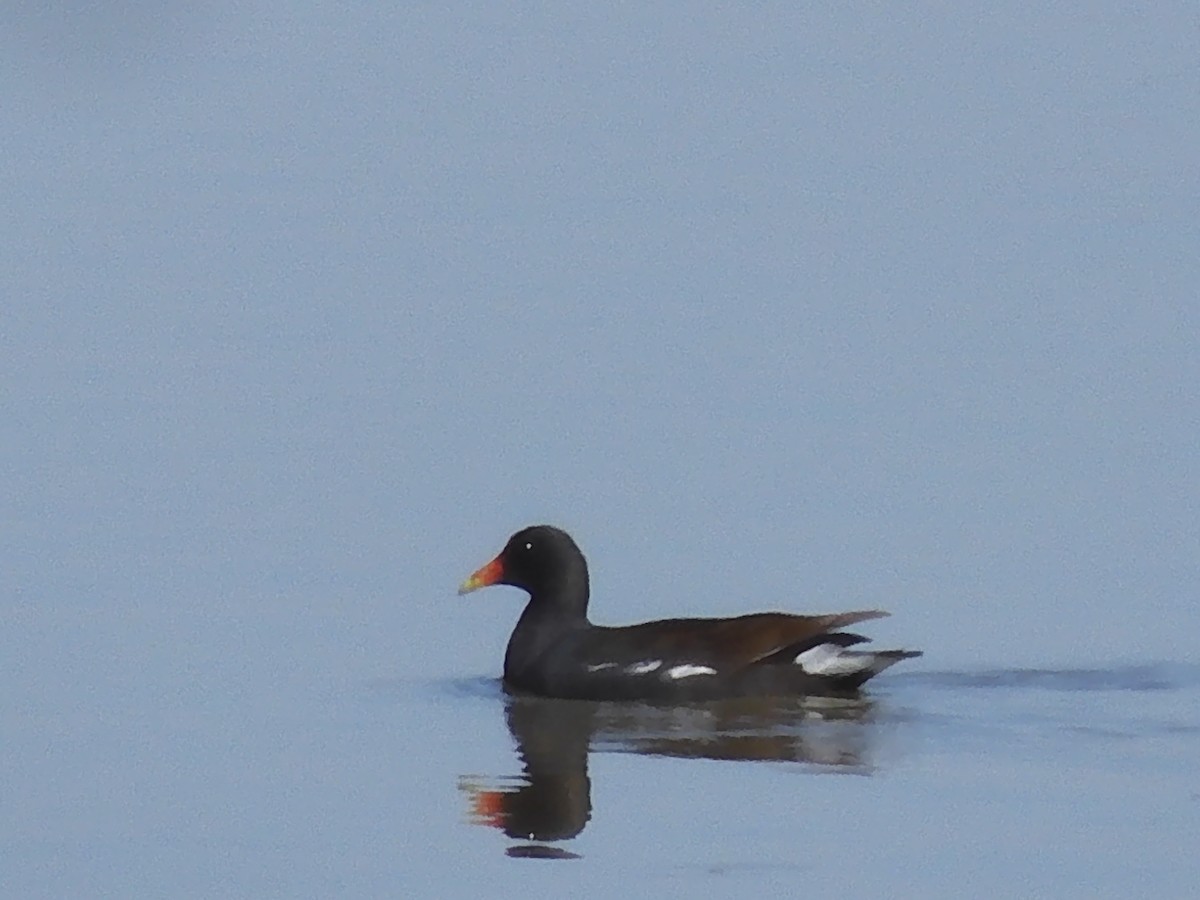 Gallinule d'Amérique - ML541683101