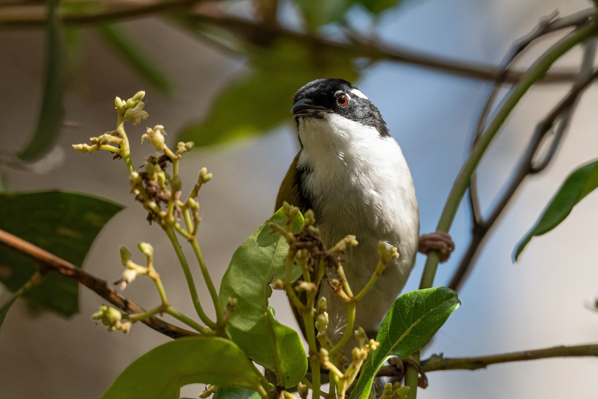 White-throated Honeyeater - Terence Alexander