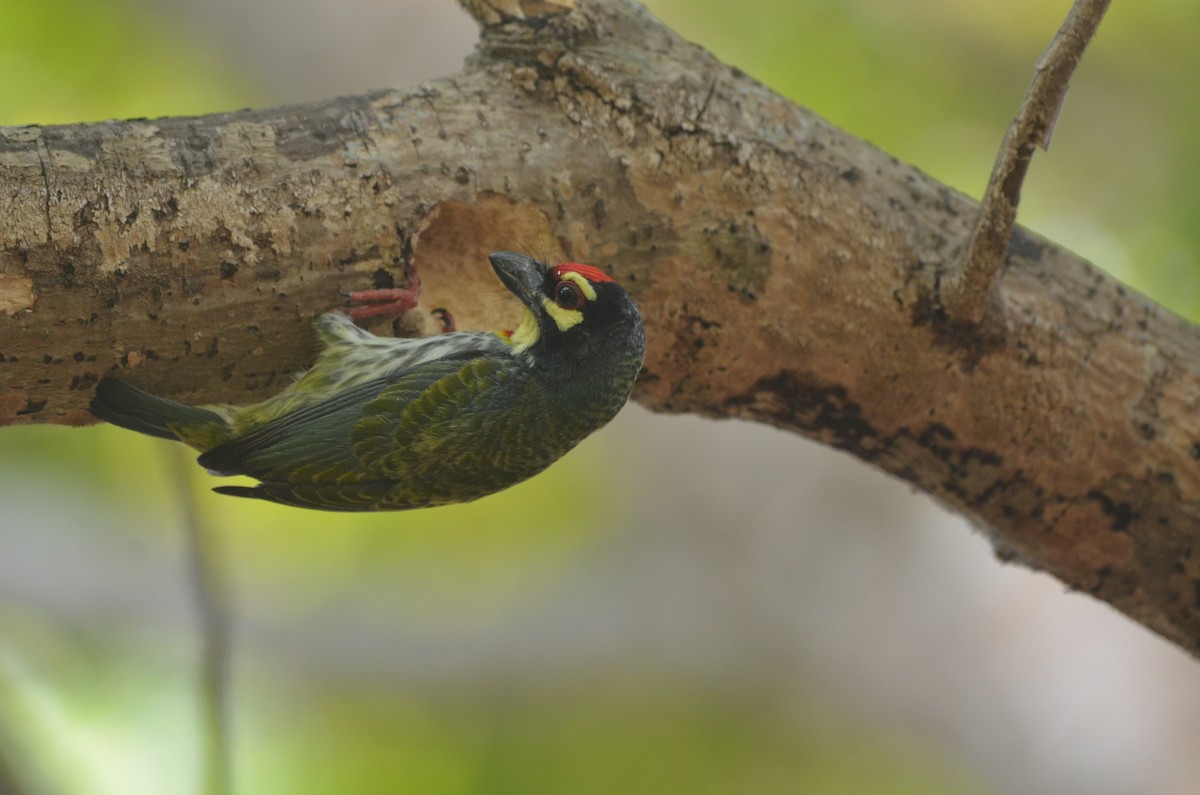 Coppersmith Barbet - ML541683931