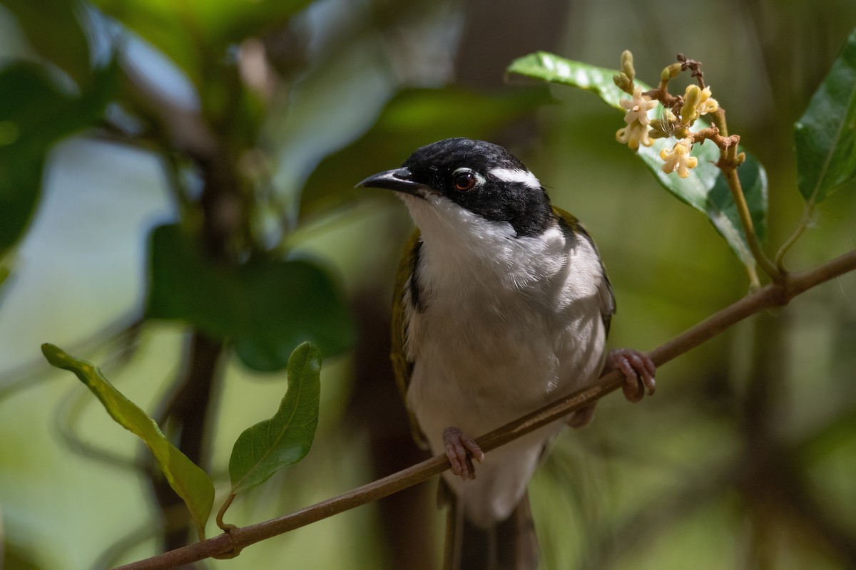 White-throated Honeyeater - Terence Alexander