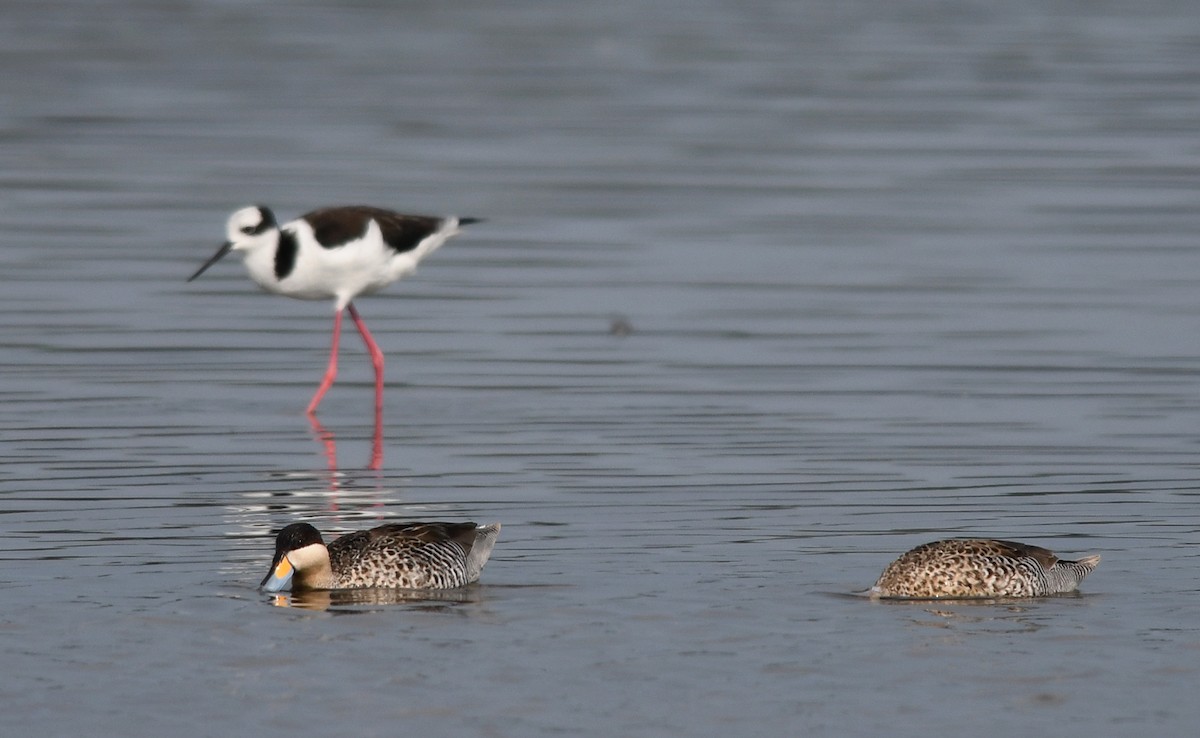 Silver Teal - Joshua Vandermeulen