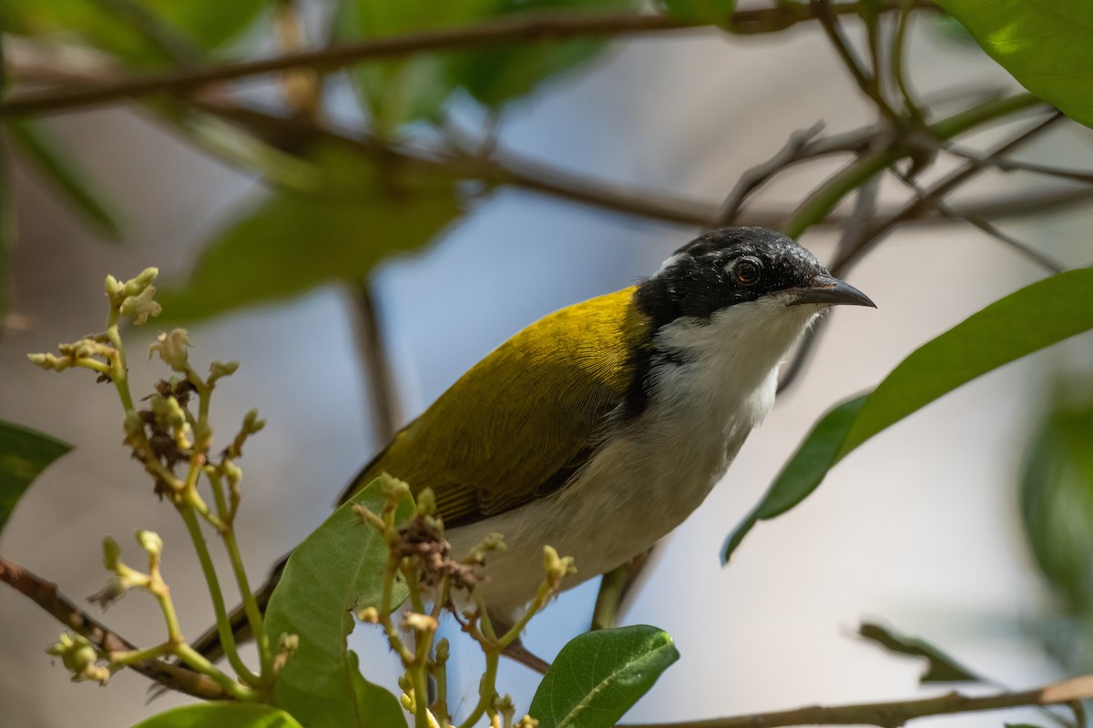 White-throated Honeyeater - Terence Alexander