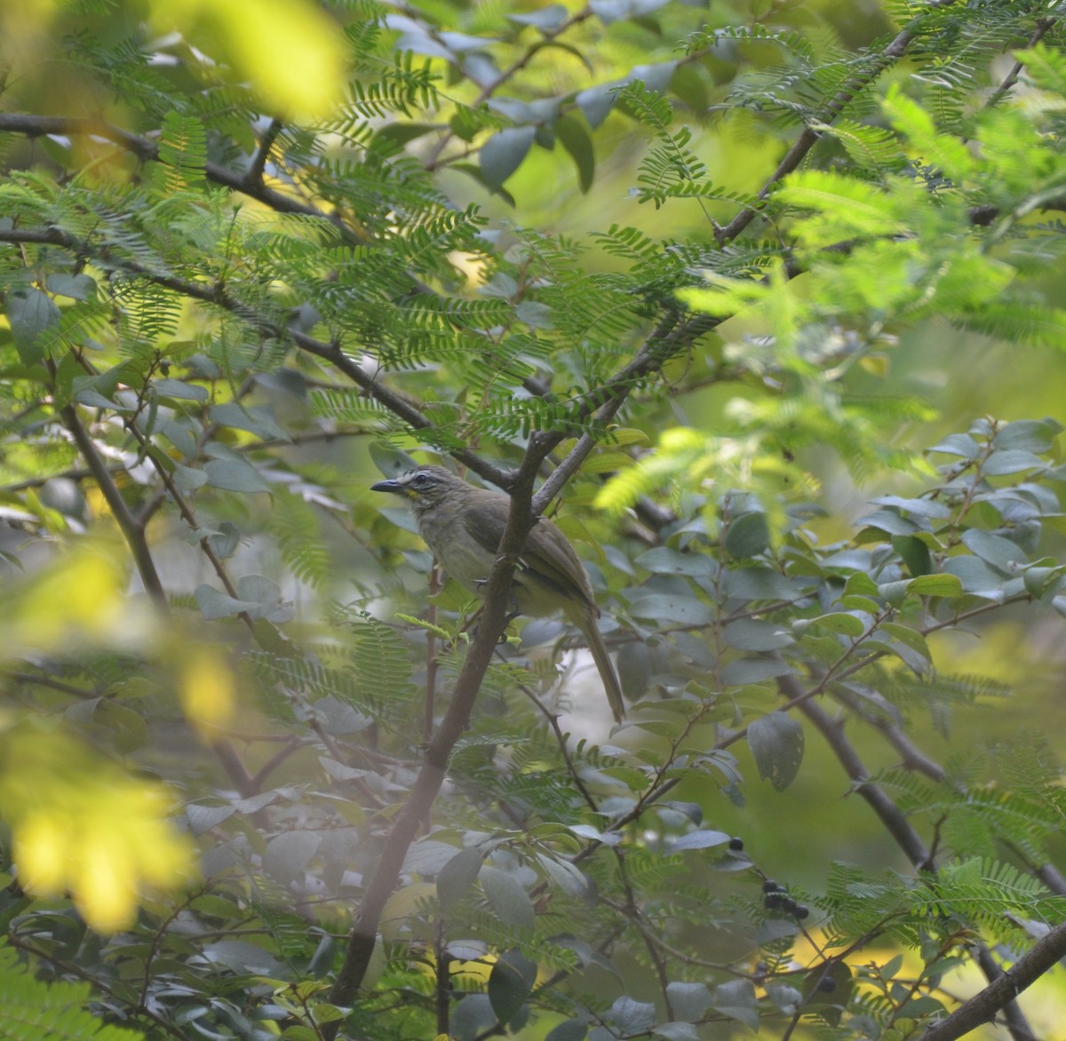 White-browed Bulbul - ML541684931