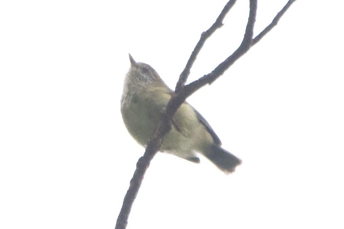 Striated Thornbill - ML541686671