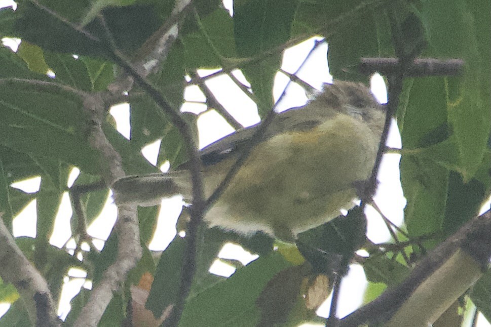Striated Thornbill - ML541686681