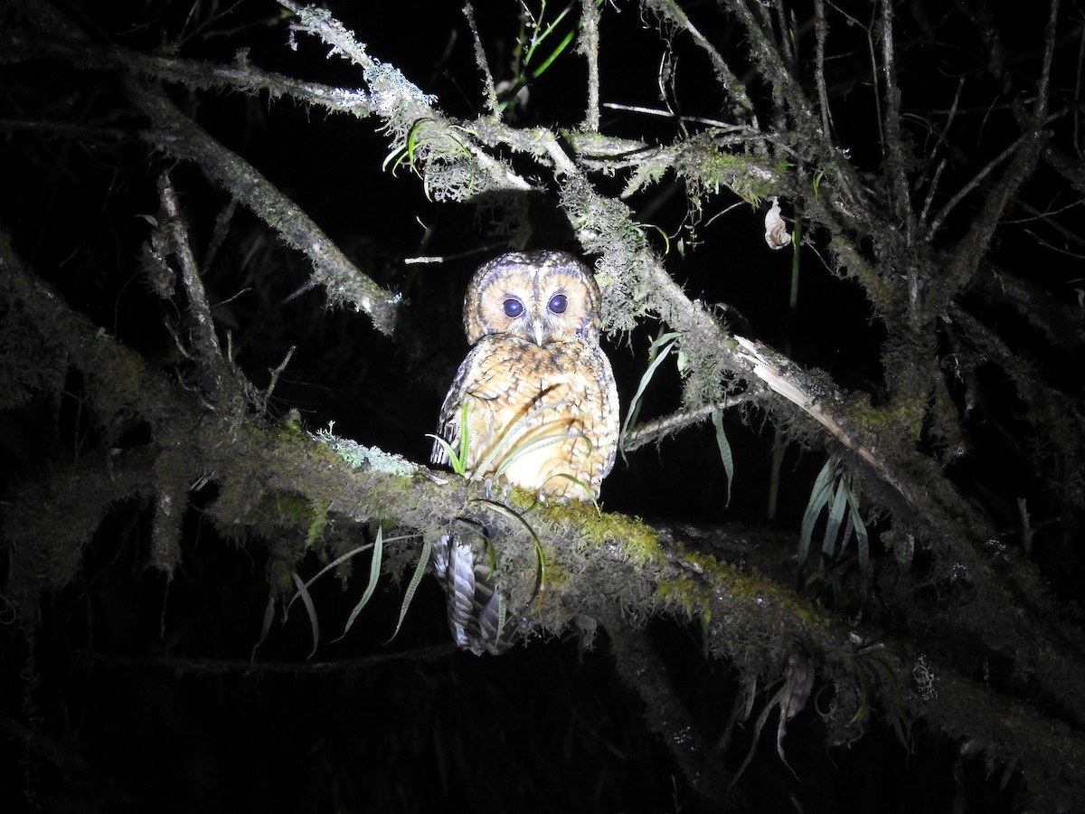 Himalayan Owl - Sourav Halder