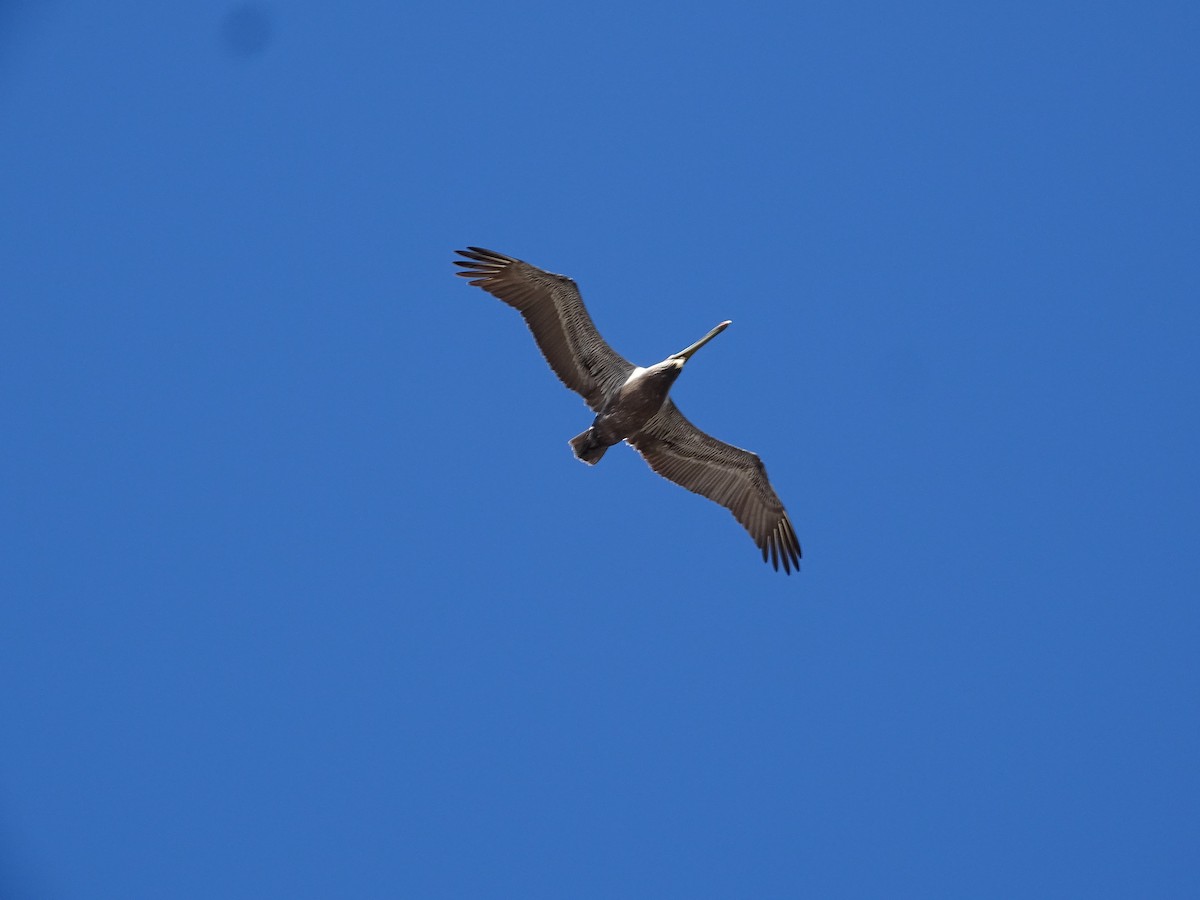 Brown Pelican - Teri Ligon