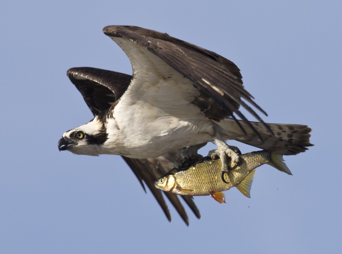 Osprey - David Brown