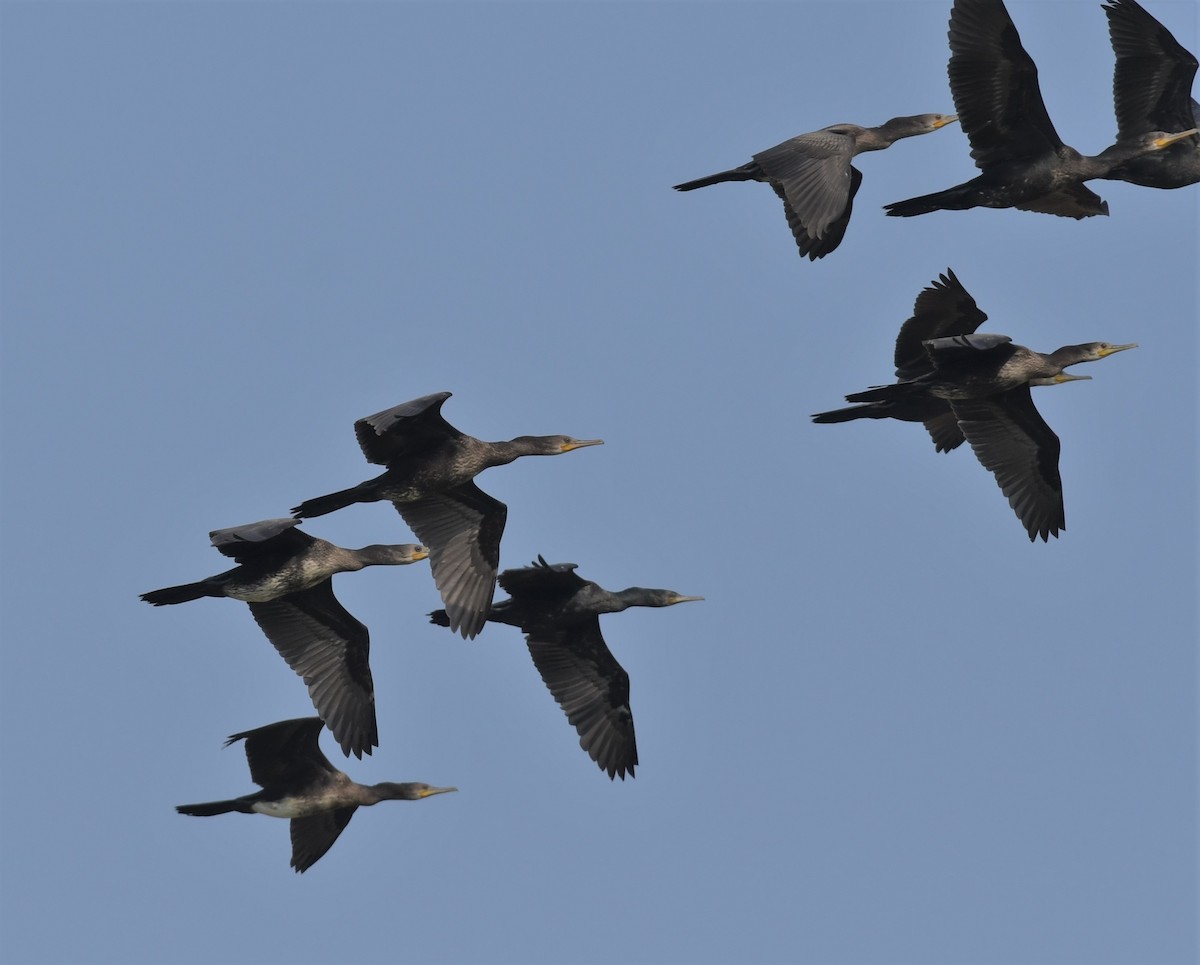 Indian Cormorant - ML541688141