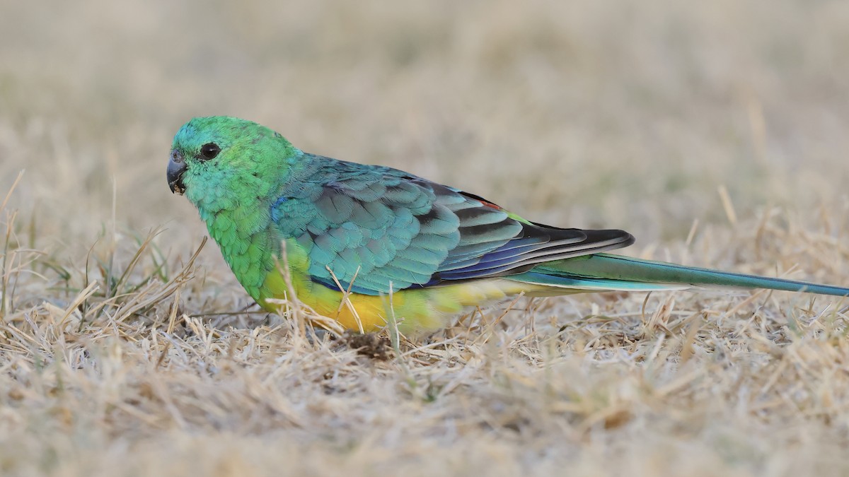 Red-rumped Parrot - ML541688831