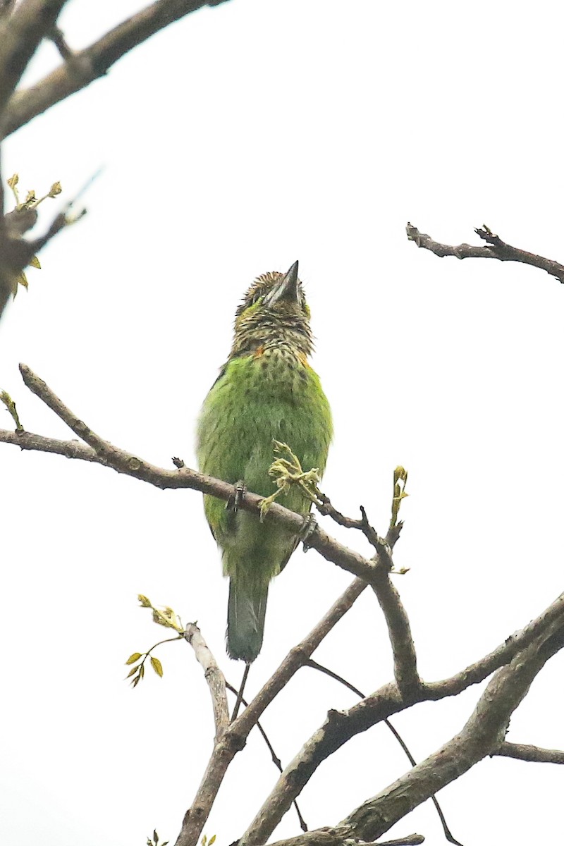 Grünohr-Bartvogel - ML541688861