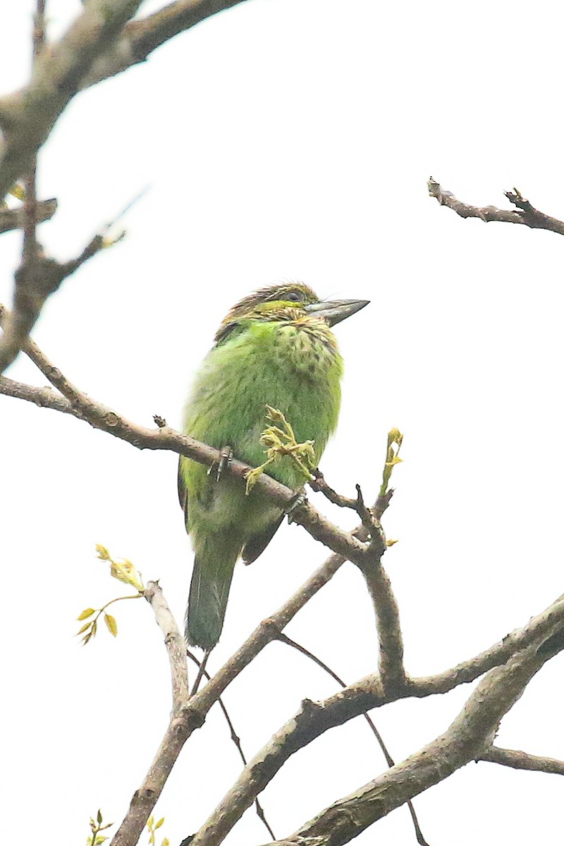 Grünohr-Bartvogel - ML541688871