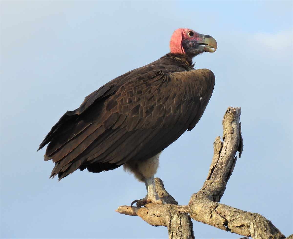 Lappet-faced Vulture - ML541690161