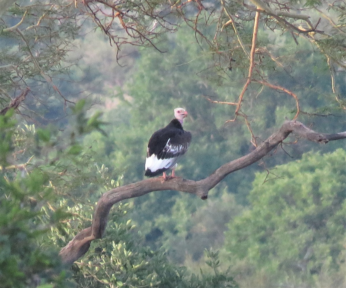 White-headed Vulture - ML541690851