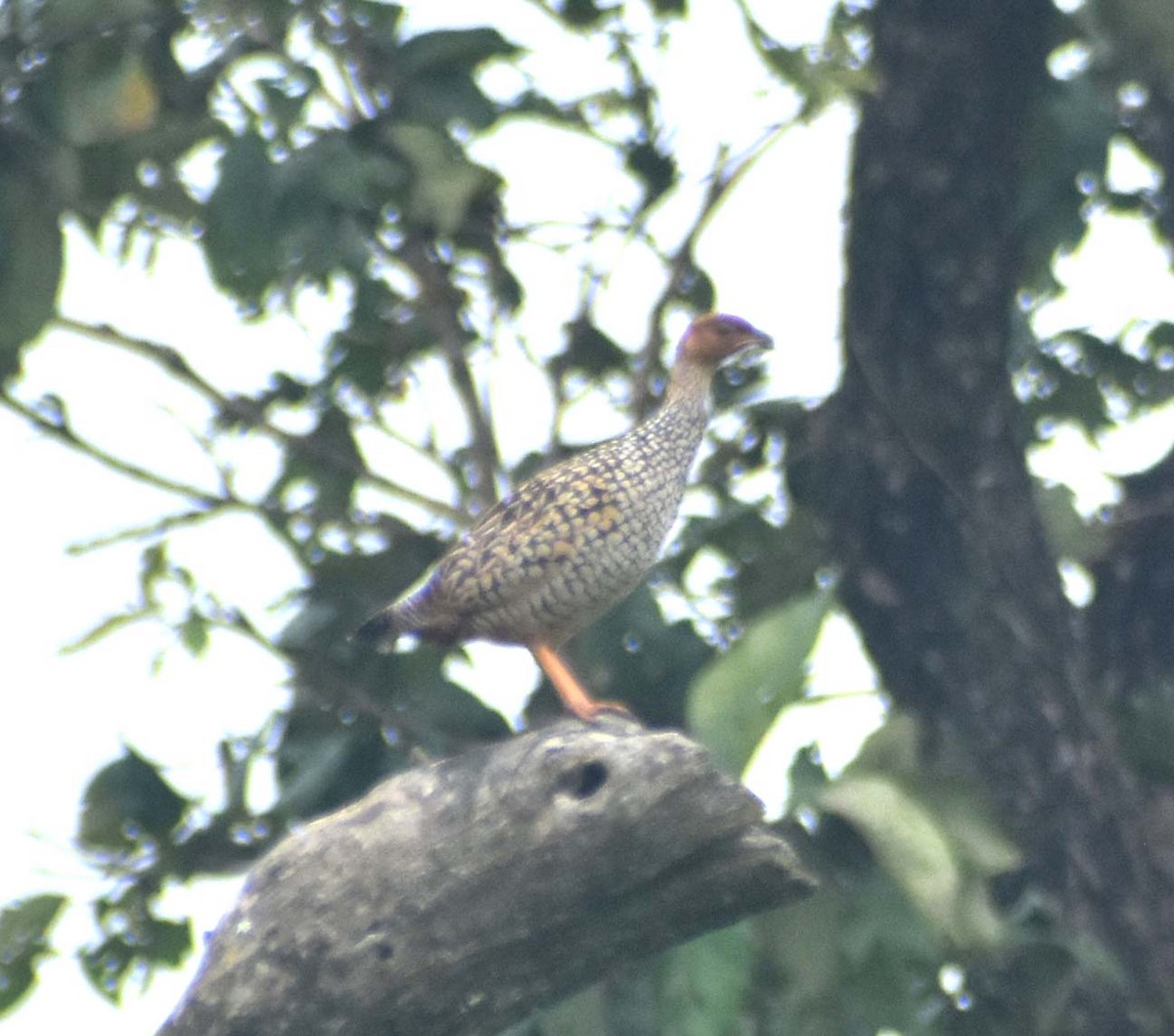 Painted Francolin - ML541691041