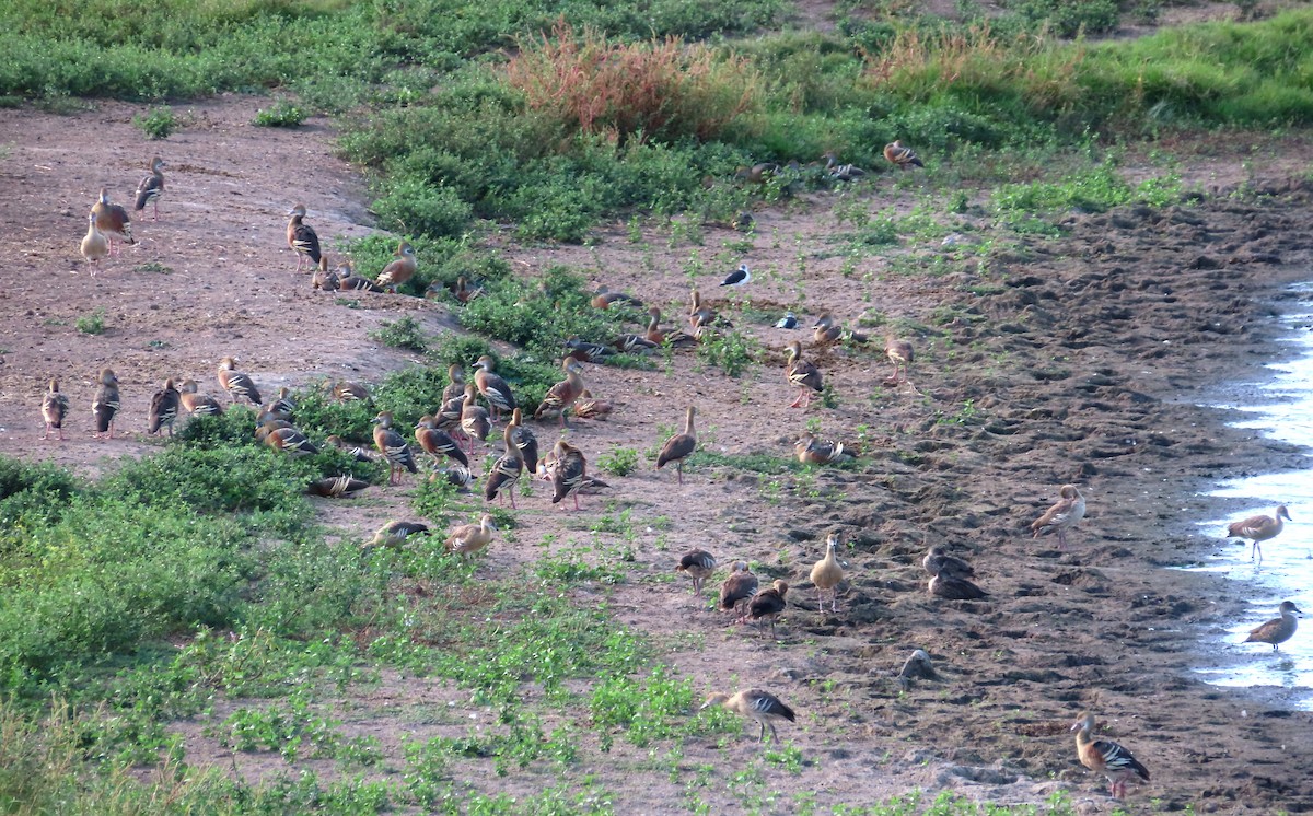 Plumed Whistling-Duck - ML541692191