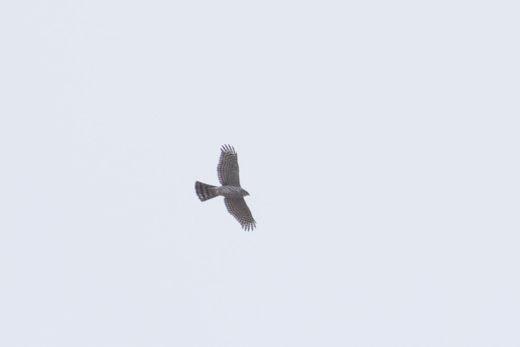 American Goshawk - Chuck Gates