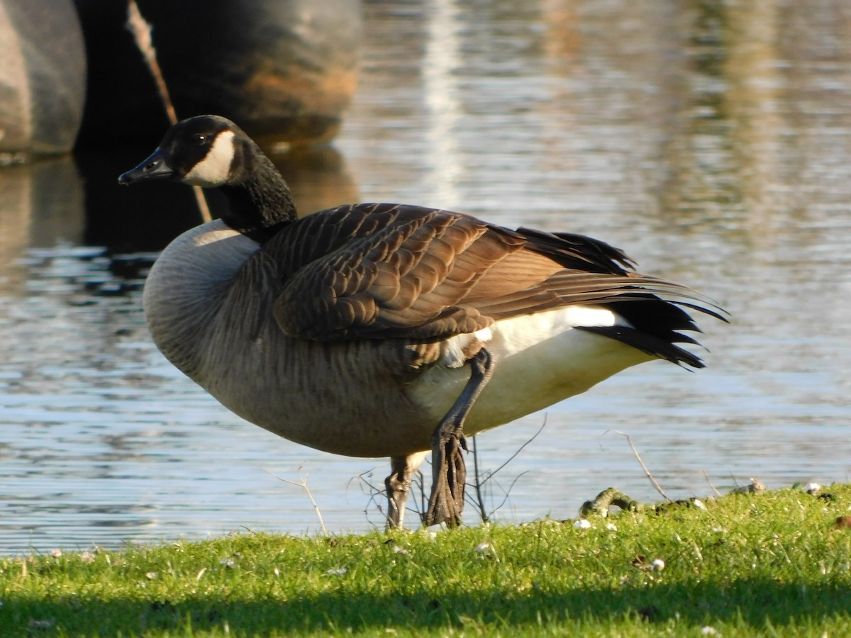 Canada Goose - Dennis op 't Roodt