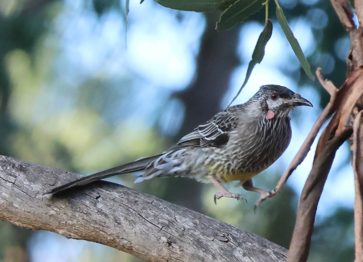 Red Wattlebird - ML541695951