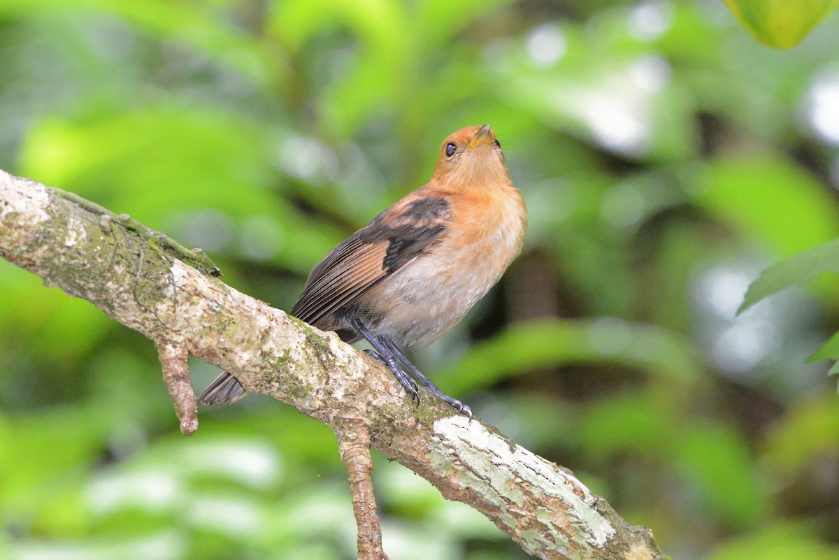 Tahiti Monarch - Florent De Vathaire