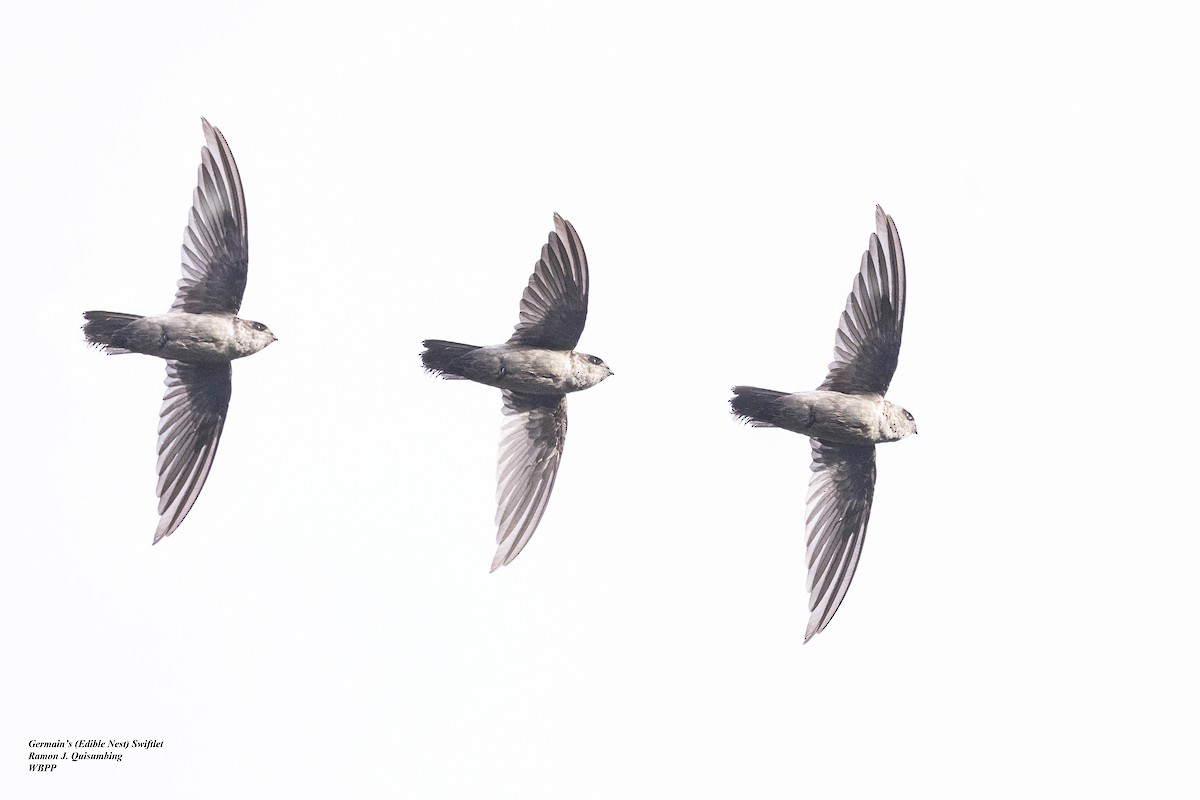 Germain's Swiftlet - Ramon Quisumbing