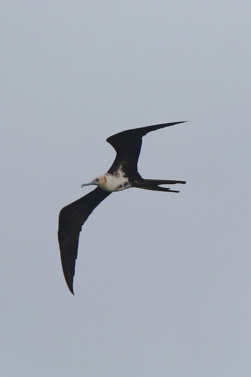 Lesser Frigatebird - ML541697021