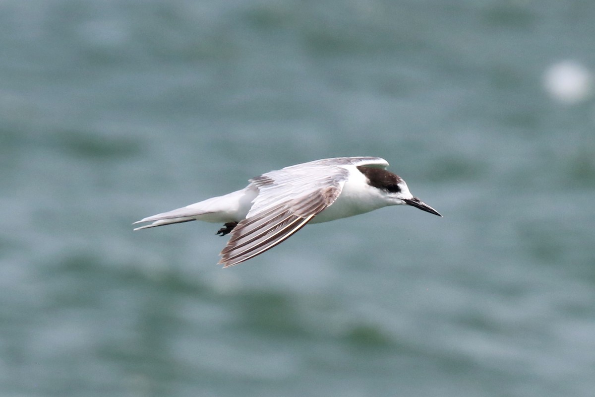 Common Tern - ML541697151