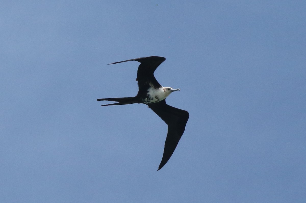 Lesser Frigatebird - ML541697161