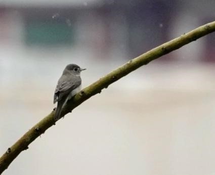 Asian Brown Flycatcher - ML541697651