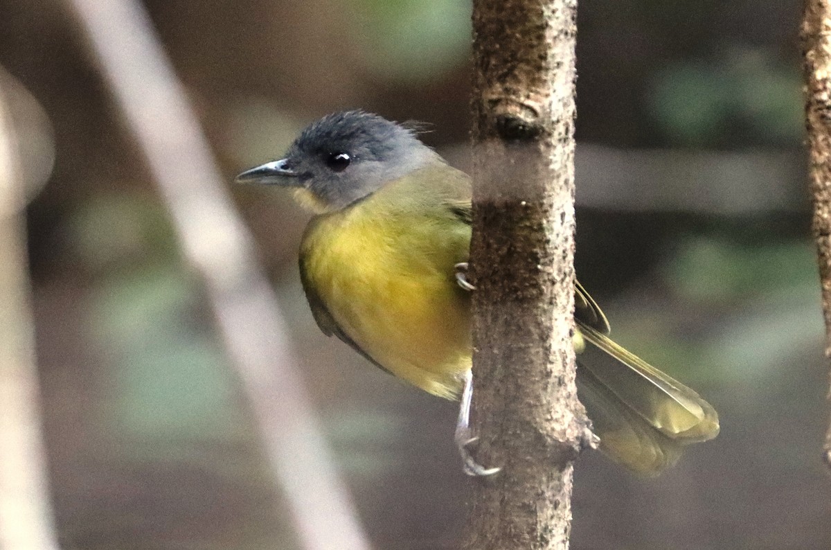 Gray-headed Bristlebill - ML541698921