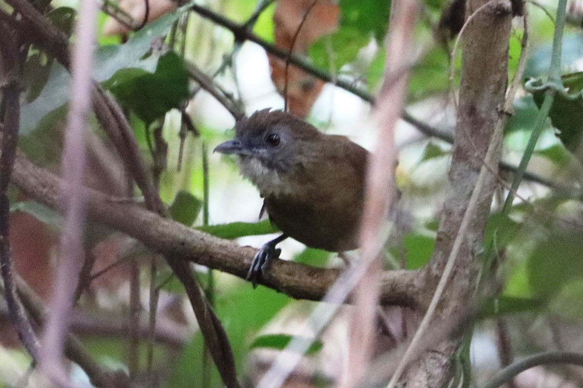 Brown Illadopsis - Marc Languy