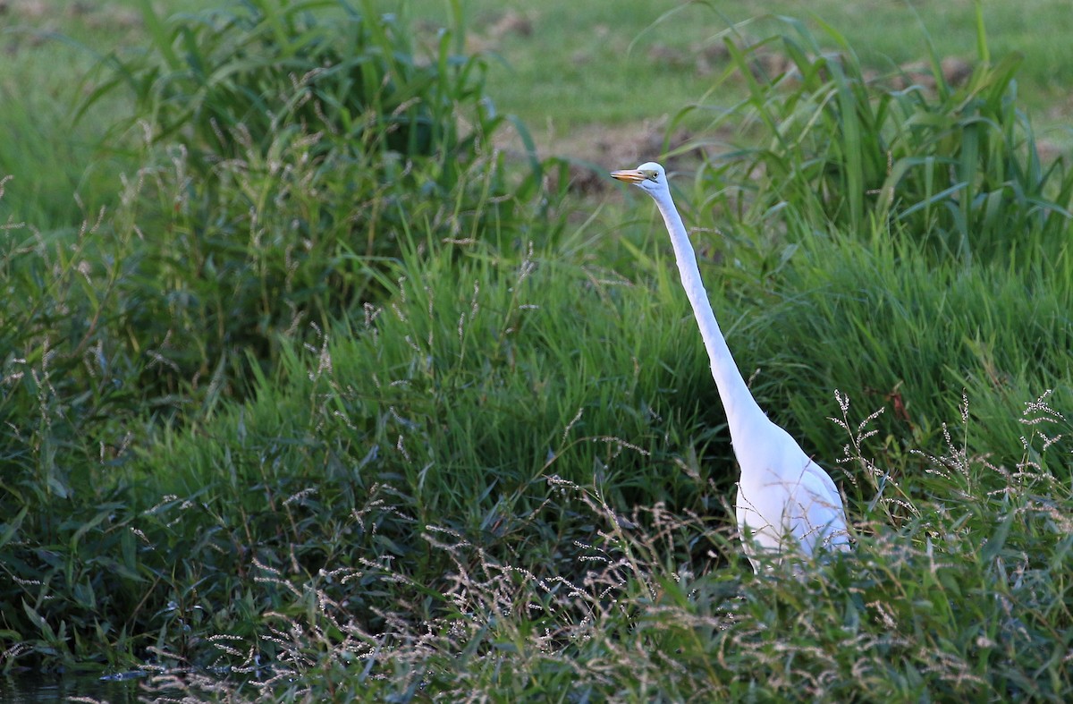 Great Egret - Patrick MONNEY