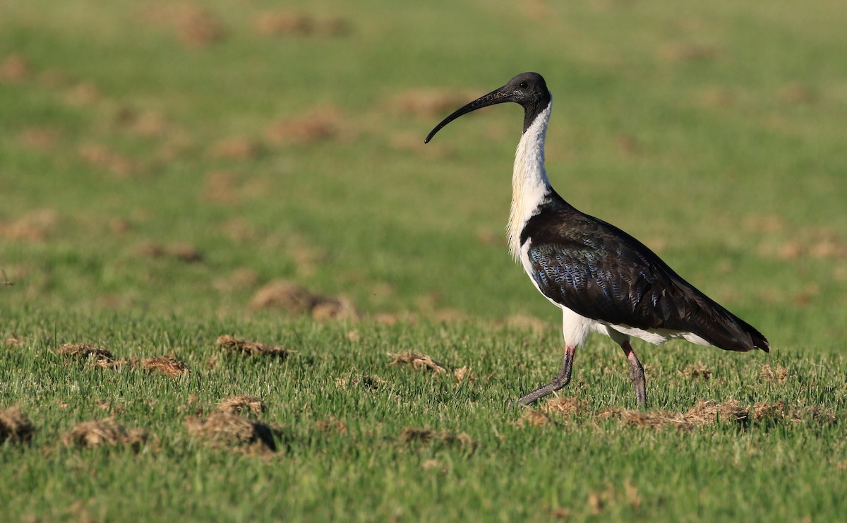ibis slámokrký - ML54169961