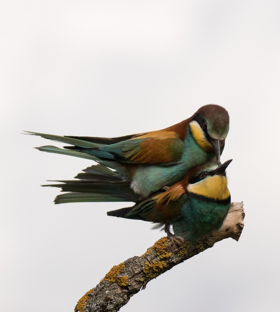 European Bee-eater - Javi Jiménez