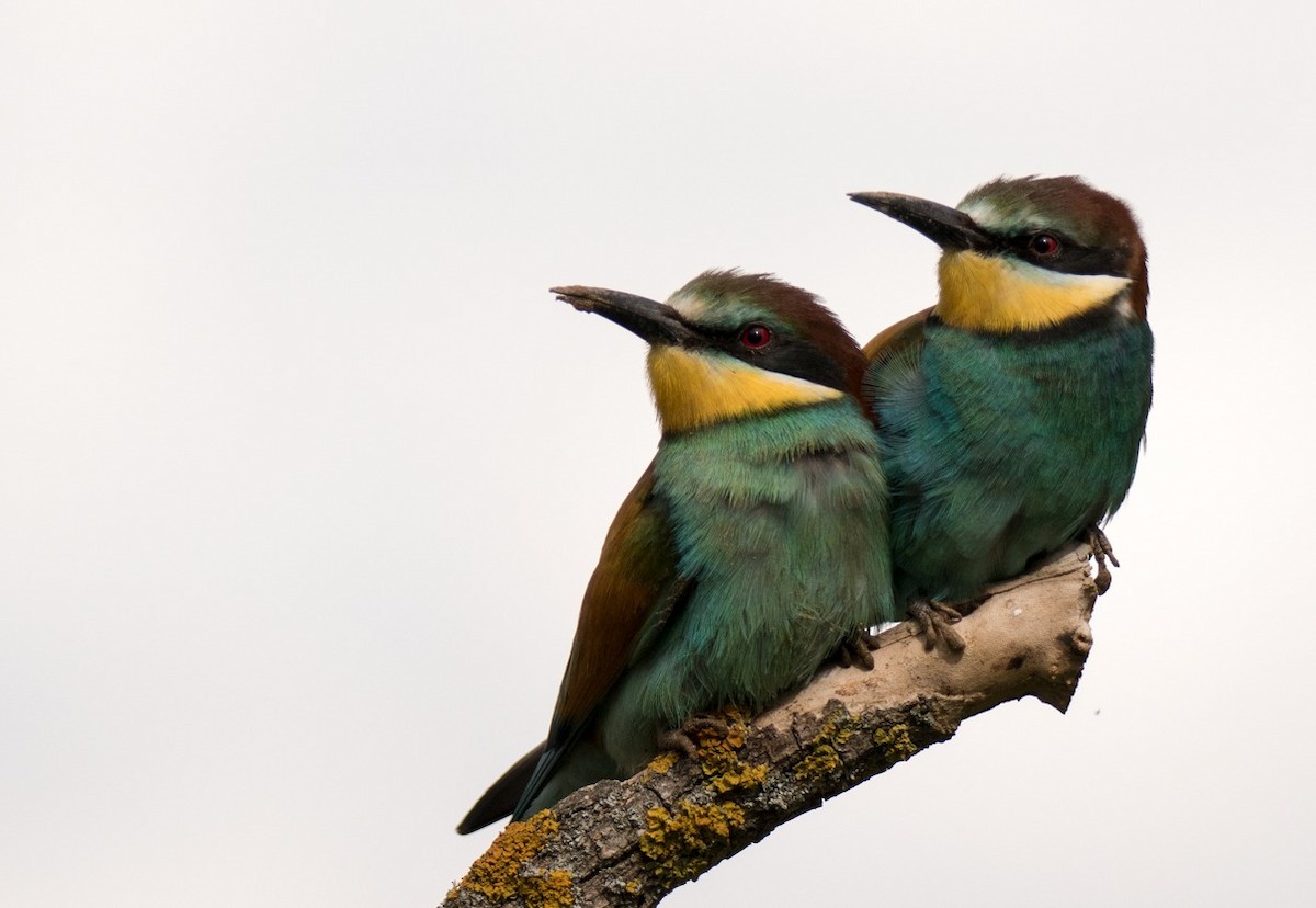 European Bee-eater - Javi Jiménez