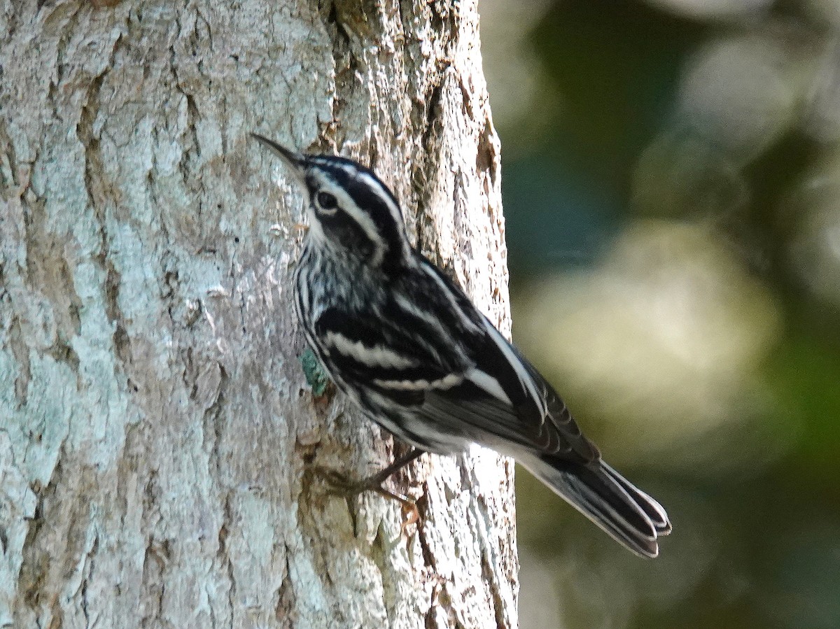 Black-and-white Warbler - ML541700131