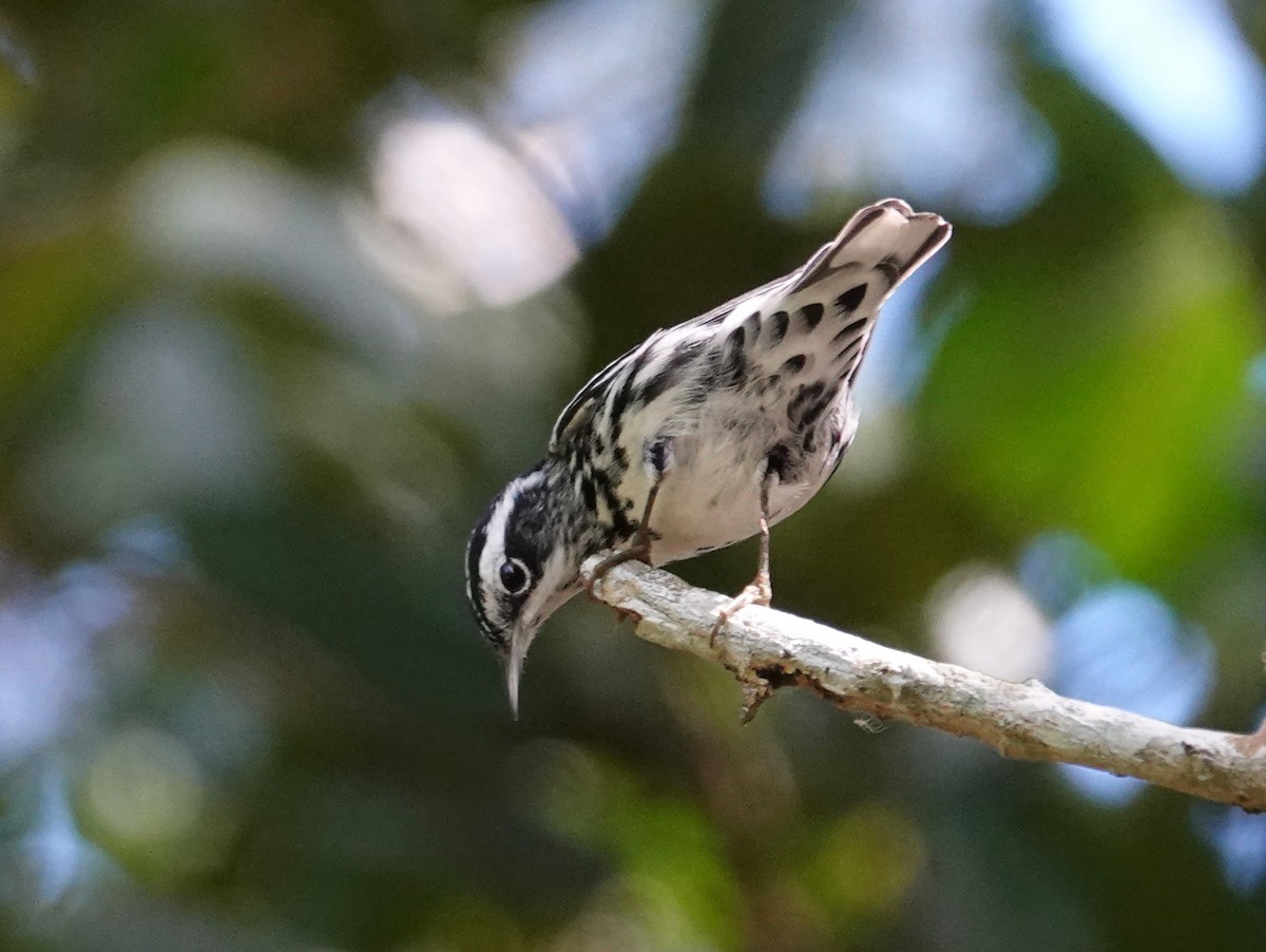 Black-and-white Warbler - ML541700181