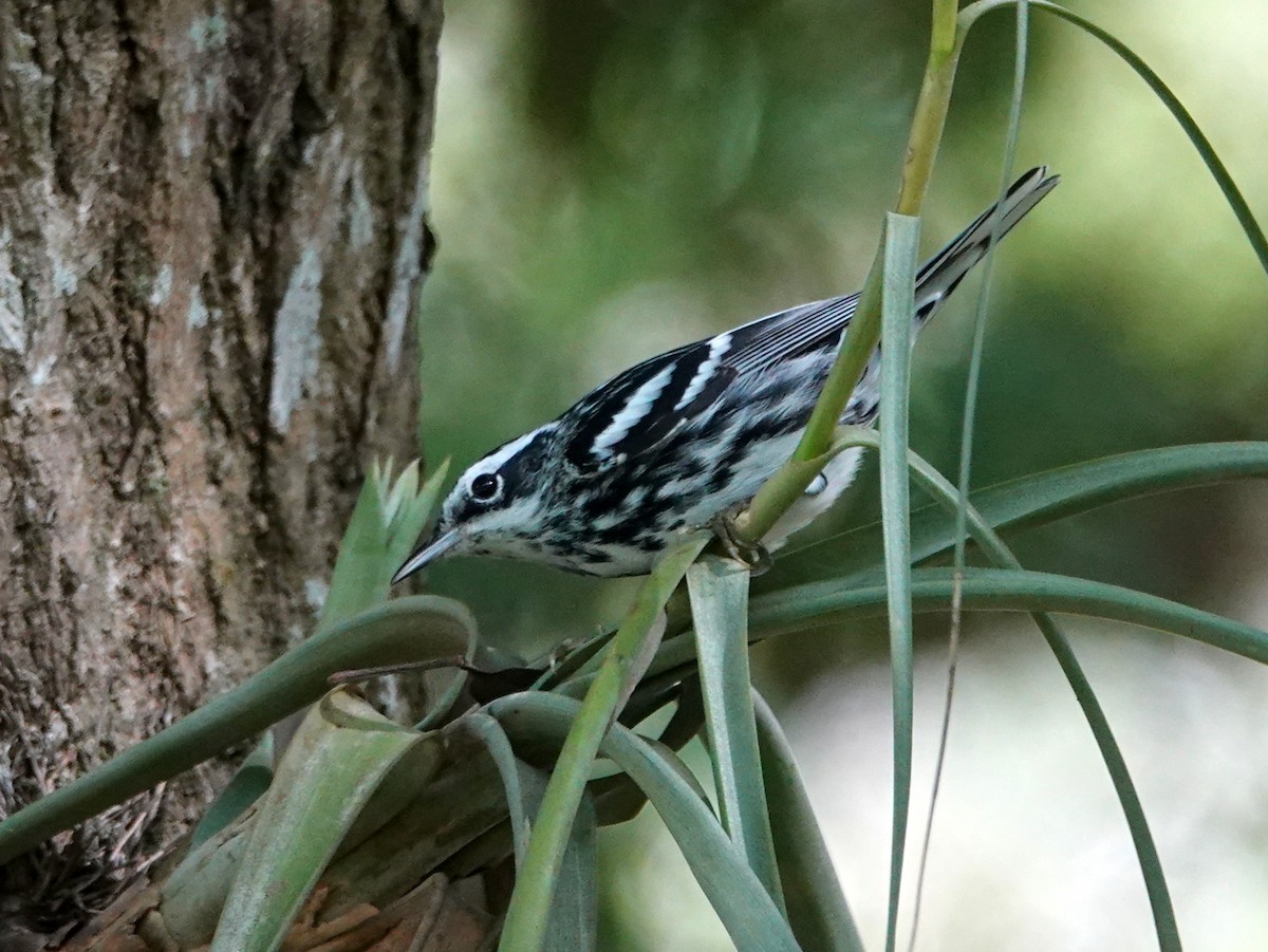 Black-and-white Warbler - ML541700191