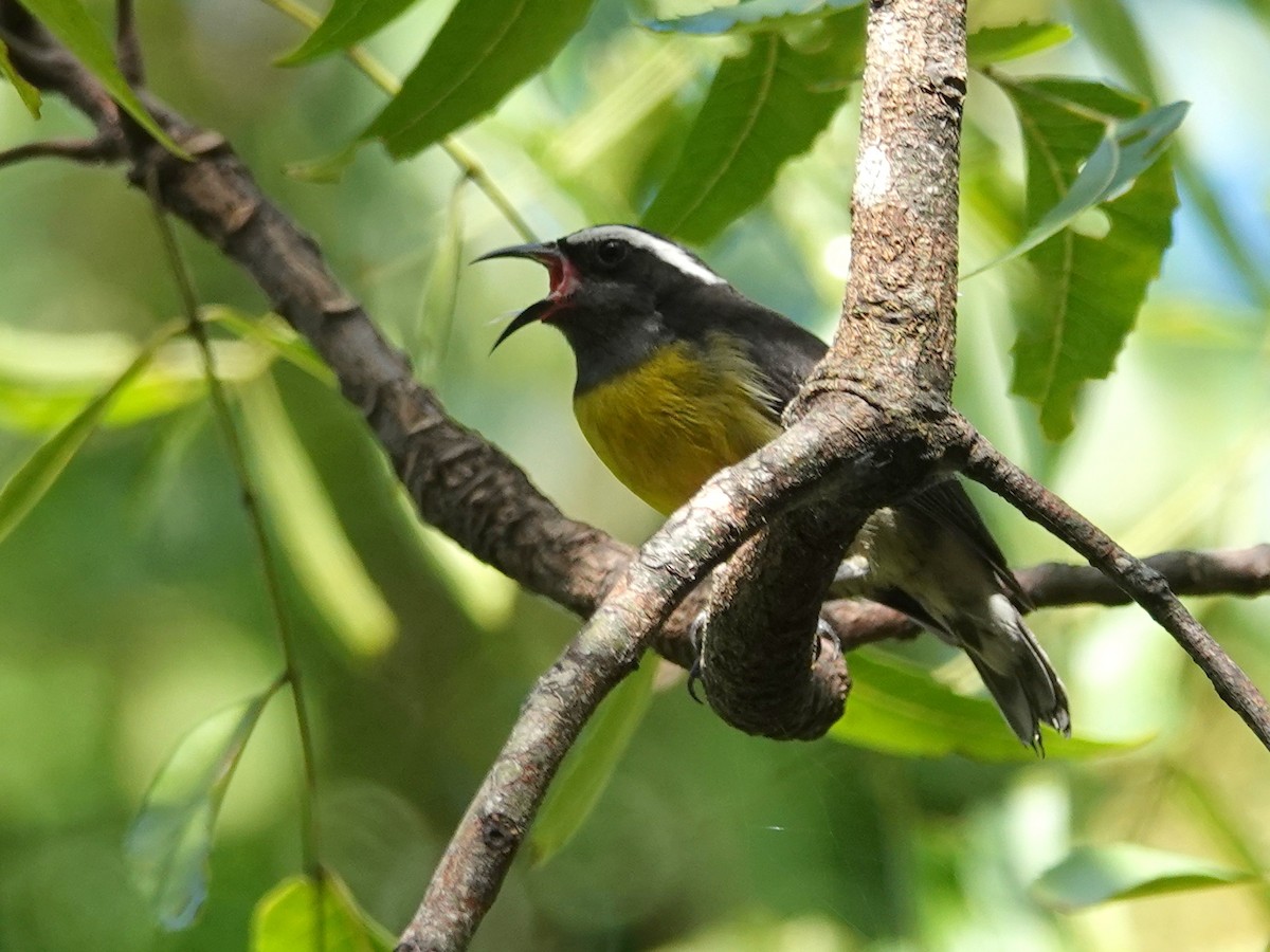 Bananaquit - ML541700251